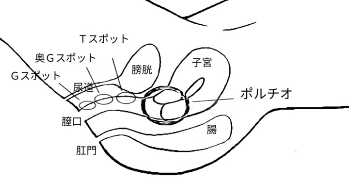ポルチオの位置と形状を示すイメージ図